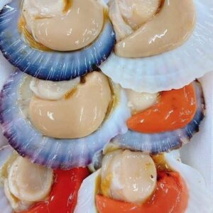 Sò Điệp Nhật Nguyên Con - Túi 1Kg