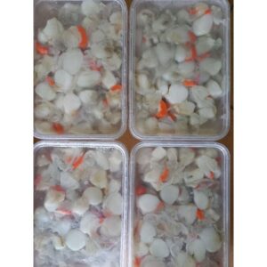 Còi Sò Điệp Việt Nam Hộp - Túi 500Gr