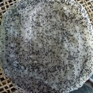 Bánh Tráng Nướng Mè Đen Tây Ninh 10 Cái Bánh Dầy